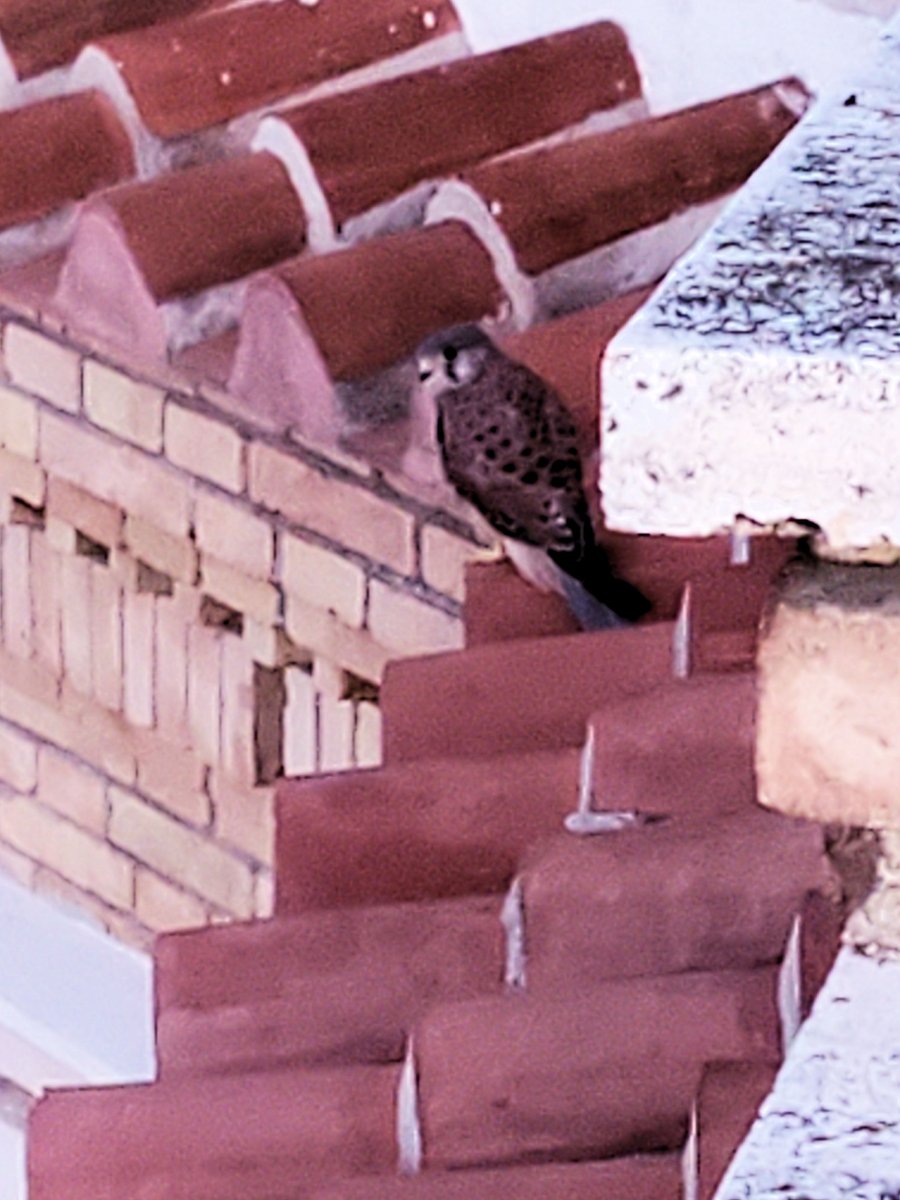 HarhagerJ's tweet photo. A pair of peregrine falcons have taken up residence at our house. https://t.co/kfYFhJ1NTw