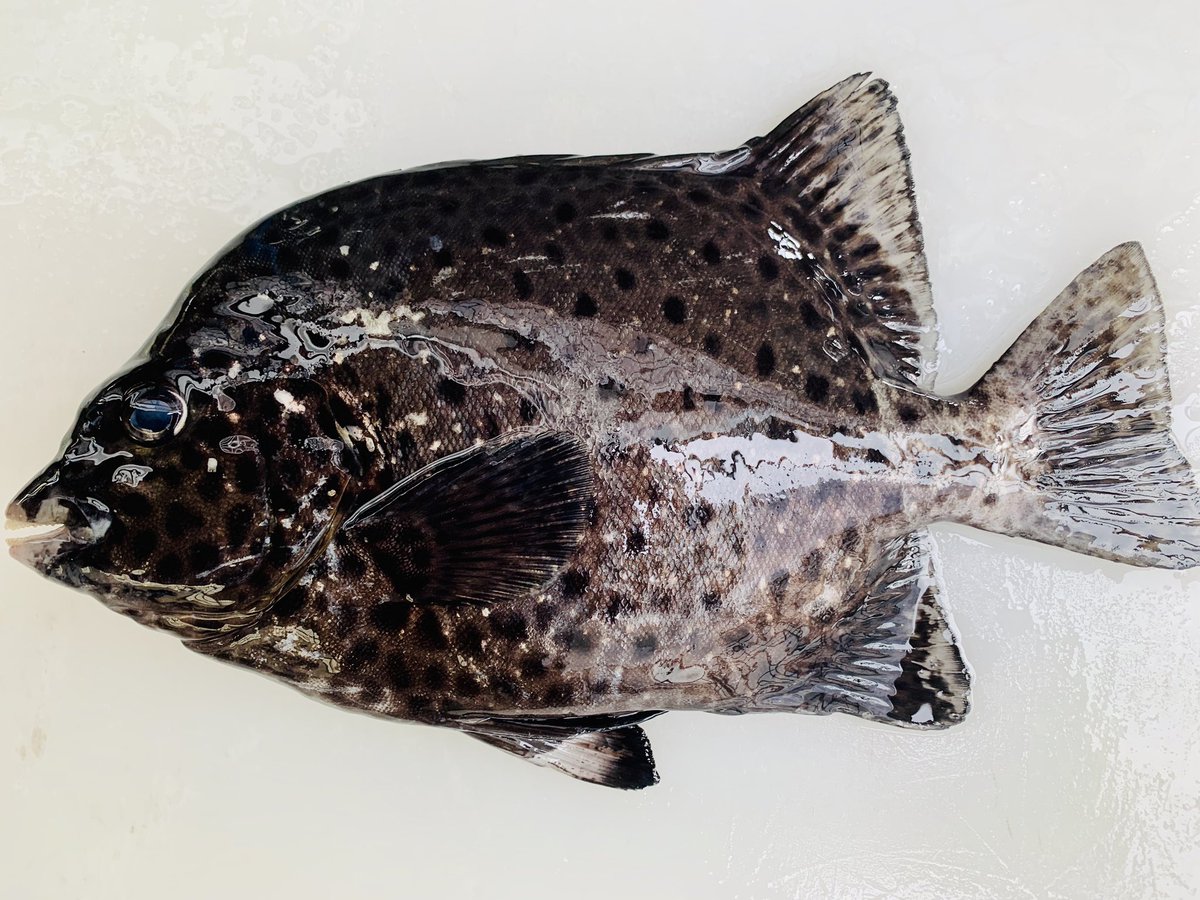 ガラサーミーバイ Hashtag V Twitter