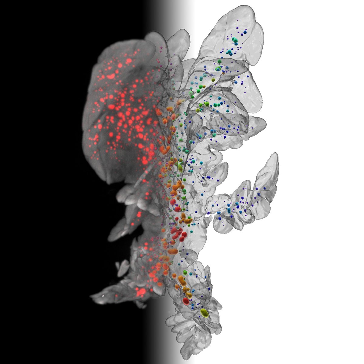 Breaking news! UCMM would like to congratulate Prof. Ulf Ahlgren’s group on their excellent new paper published yesterday in Communications Biology (nature.com/articles/s4200…). The image depicts a mouse pancreas imaged by Optical Projection Tomography (OPT).