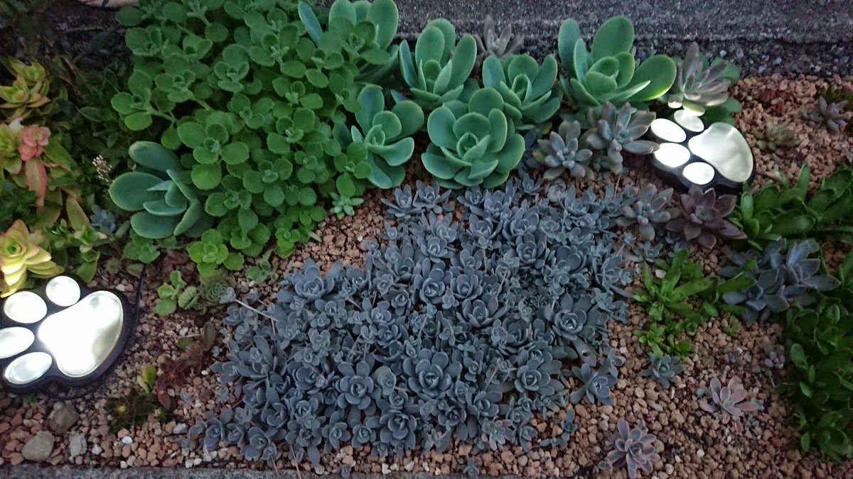 夜の多肉花壇hashtag