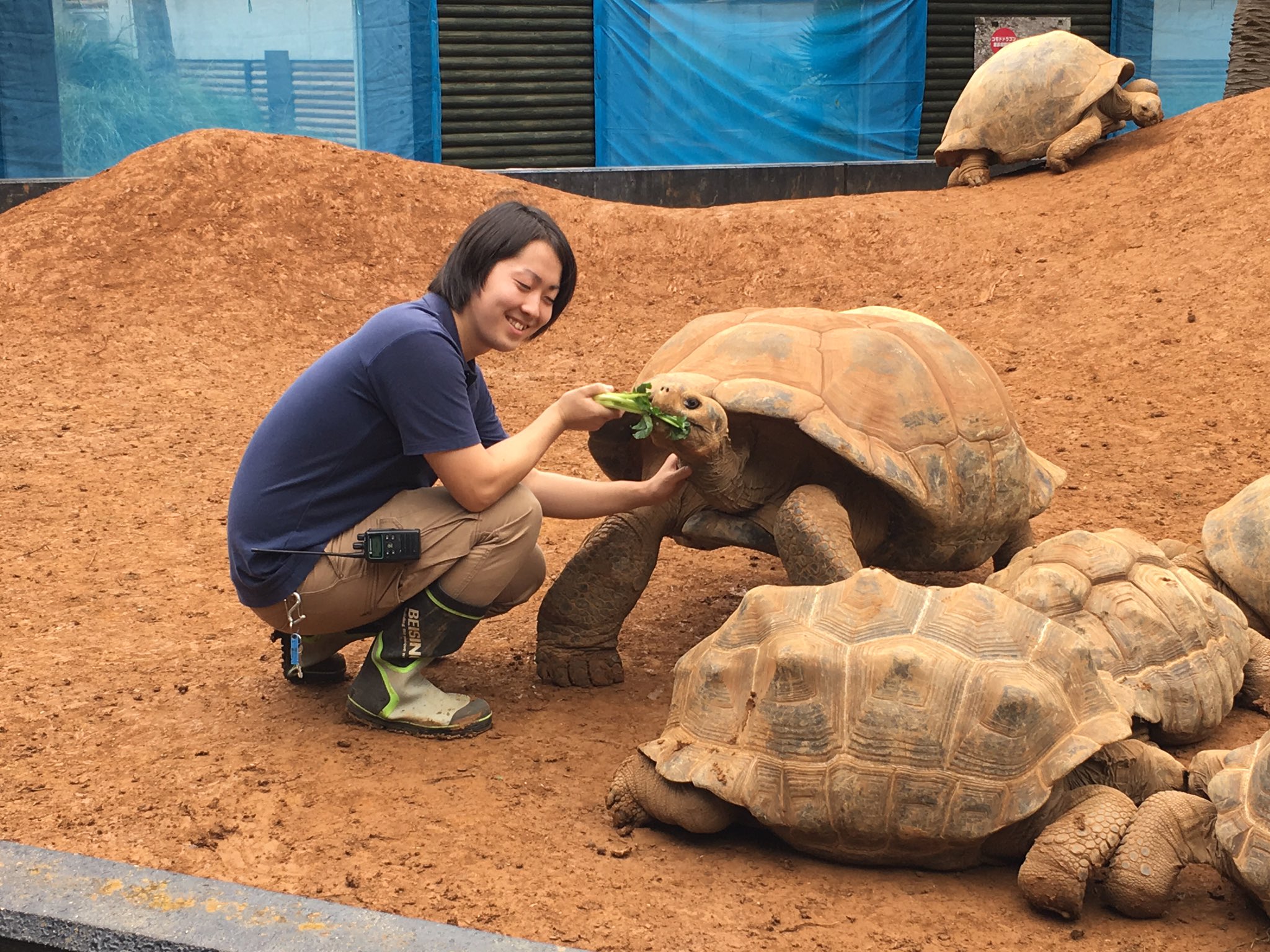 仙台eco動物海洋専門学校 Izooで活躍する卒業生に会って来たワン 好きなことを仕事にできてることが１番のやりがいって言ってたワン Izoo 動物園 飼育員 専門学校 イグアナ カメ 亀 爬虫類 T Co Uqfepsnjhj Twitter