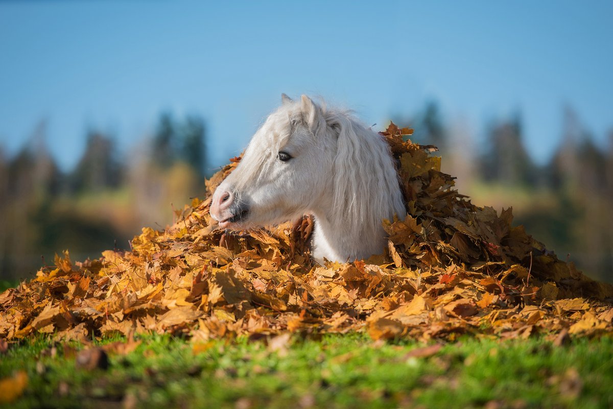 🍂October is here🍂

What are your equestrian goals this month?