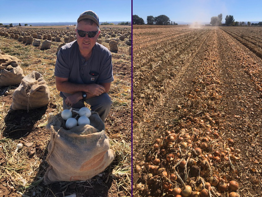 Demand is high and so are spirits for a new season! Get all the good news right here: onionbusiness.com/market-and-cro… #market #crop #onion #onionbiz