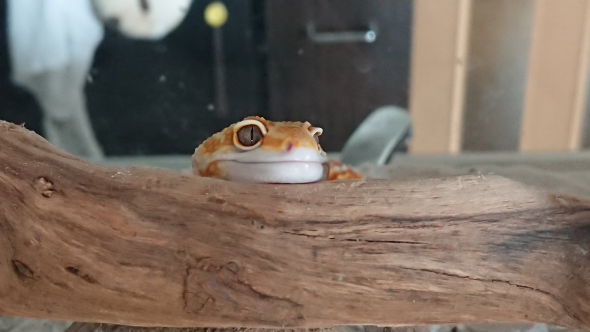 TV3DVAPI42aPr3R's tweet image. 眠りかたがかわいい
#ヒョウモントカゲモドキ
#レイニングレッドストライプ