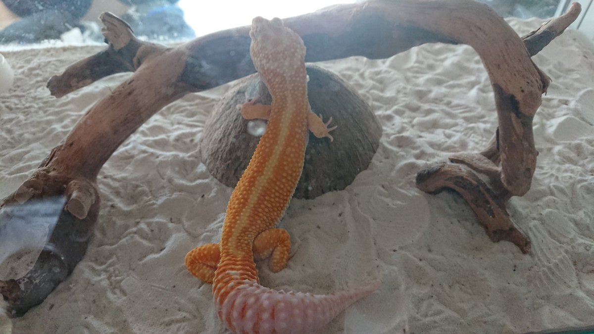 TV3DVAPI42aPr3R's tweet image. 眠りかたがかわいい
#ヒョウモントカゲモドキ
#レイニングレッドストライプ