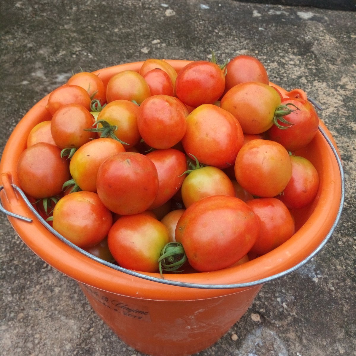 bebienang1's tweet photo. Fresh tomato for sale
Delivery around Ikot Ekpene is free
Other locations terms & conditions apply
Training on veggies production
Ime-Eden Garden
8, Town Planning Road by Metro
GRA
Ikot Ekpene
Akwa Ibom State
08072070403
#YouthInAgriculture
#RaffiaCity
#IkotEkpene
#AkwaIbom https://t.co/8ItdDWZ7gz