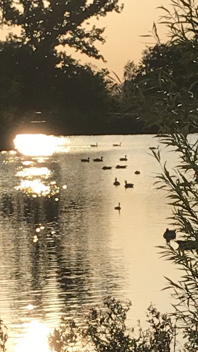 Golden slumbers. #goldenmoonlight #lakemeadowsbillericayessex.