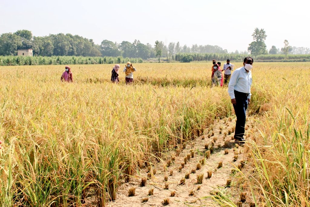 DmMuzaffarnagar's tweet photo. आज ग्राम बहादरपुर में क्रॉप कटिंग कराकर लिया फसल का जायजा @PMOIndia @UPGovt @CMOfficeUP @ChiefSecyUP @AwasthiAwanishK @InfoDeptUP https://t.co/ZE63KAulRk