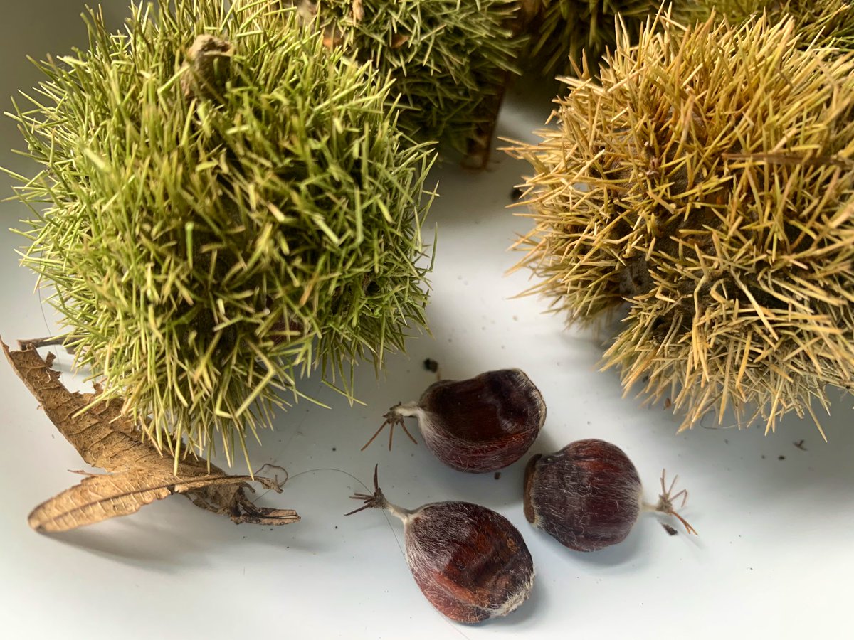 今朝 旦那が 昨日公園で栗を拾った ローストにしよう とエコバッグからイガグリを 𝖸𝗈 𝖮𝗄𝖺𝖽𝖺のイラスト