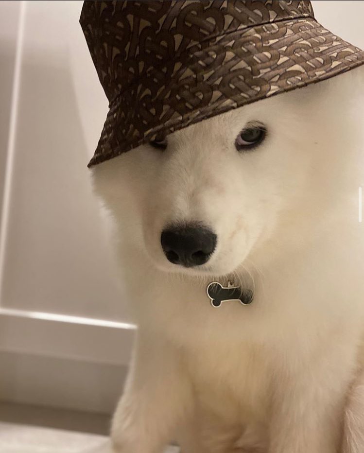 DANtheSamoyed🐶 tweet media