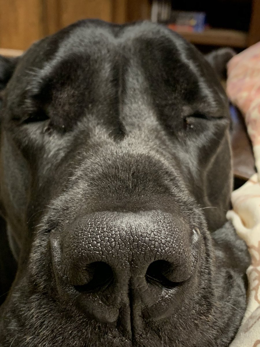 Gunntwitt's tweet photo. Even โthe bossโ needs a boop now and again... https://t.co/mvSyhqgu4U