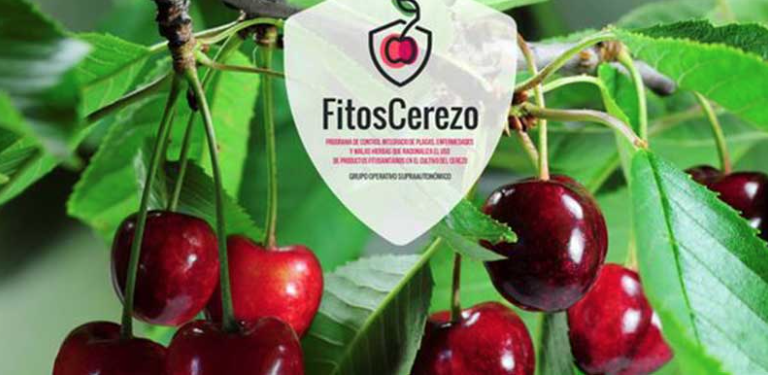 ACVJSocial's tweet photo. El grupo #FITOSCEREZO se propone lograr una producción lo más sostenible posible y mejorar el cultivo
#Cereza #Extremadura
@FEPEX_EU @aeamde @INIA_es #Devreg
@CTAEX_CIT #AgrotécnicaDelSur @EurofinsAgro
@EIPAGRI_SP @mapagob @redrunacional
@CTAEX_CIT
https://t.co/bj1zf2sJ0i https://t.co/4umSqdFTKa