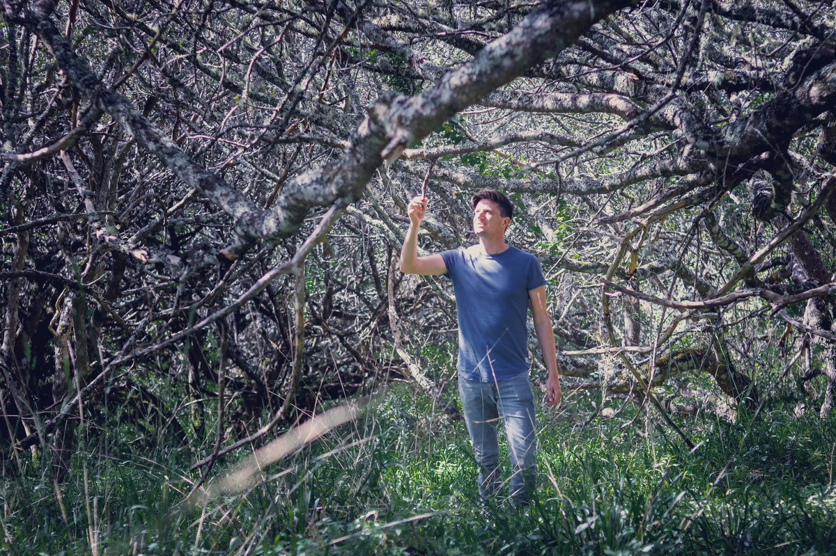 Exploring the ancient and enchanted Milkwood forest at <a href="/Grootbos/">Grootbos</a> - one of only 10 in the world: bit.ly/35gPJsw