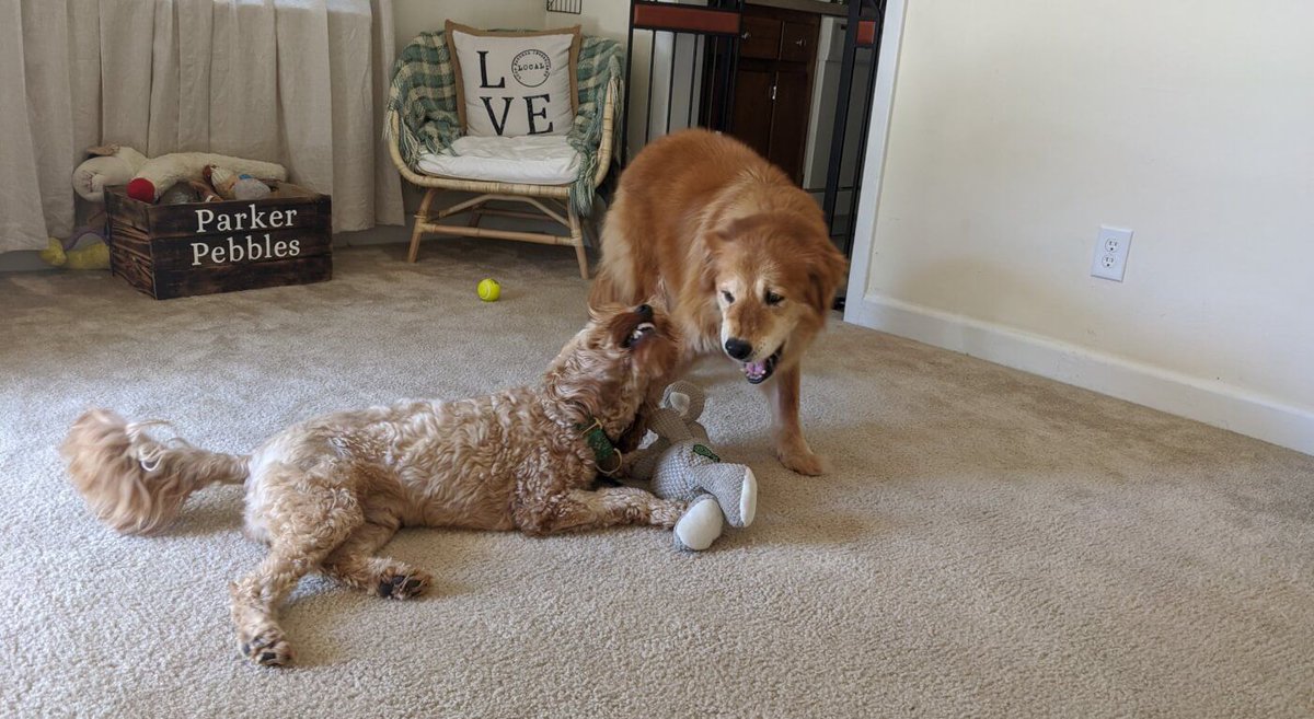 RelaxMyDog tweet media