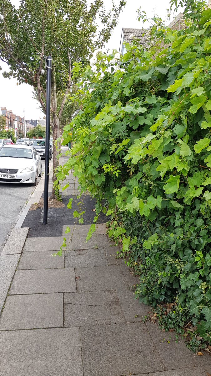 Finally, trees. Greener streets are wonderful. But too often trees are narrow the pavement, with their routes creating a very uneven surface. Over-grown hedges can also reduce the space available [7/9]