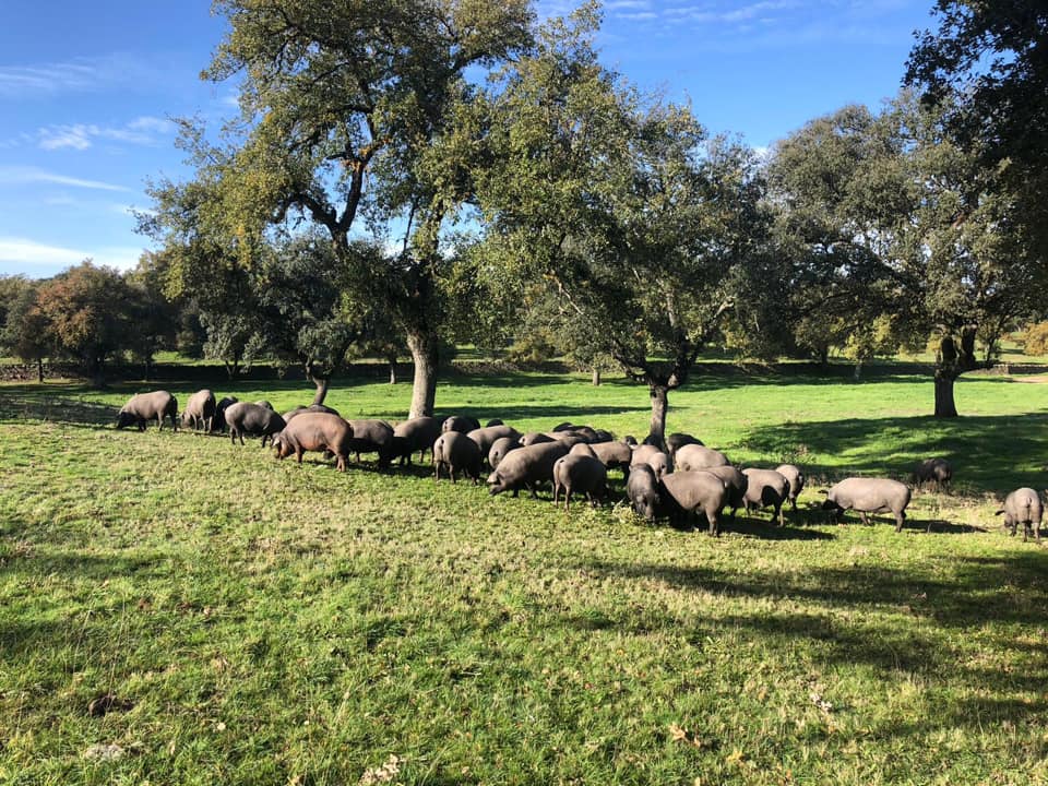 TurismoJarote's tweet photo. Llegó octubre y con él la montanera, la última fase de la cría del cerdo ibérico en la dehesa, donde se produce el engorde tradicional, entre bosques de encinas. Este periodo suele desarrollarse desde octubre a febrero y te animamos a disfrutar de este espectáculo en Villanueva. https://t.co/6FumnbBPsn
