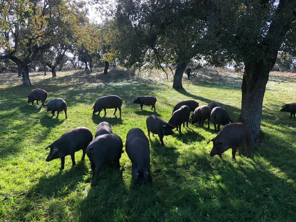 TurismoJarote's tweet photo. Llegó octubre y con él la montanera, la última fase de la cría del cerdo ibérico en la dehesa, donde se produce el engorde tradicional, entre bosques de encinas. Este periodo suele desarrollarse desde octubre a febrero y te animamos a disfrutar de este espectáculo en Villanueva. https://t.co/6FumnbBPsn