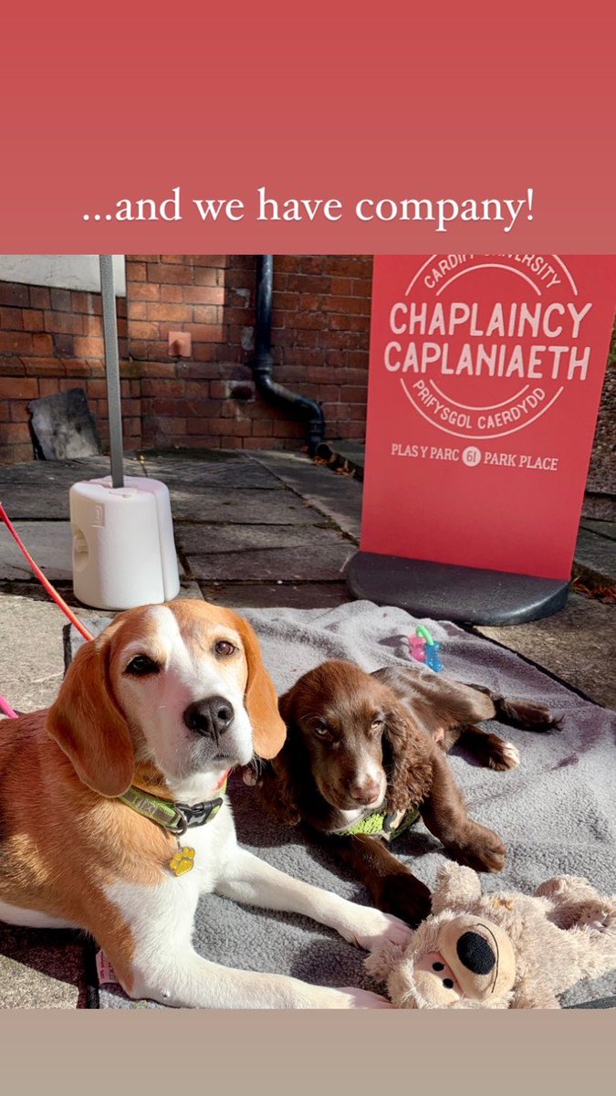 cardiffchaplain's tweet image. We’re @cardiffchaplain until 2.30pm today under our bright red gazebo - with friends 🐶 Pop along &amp;amp; find out more 😊 #61ParkPlace