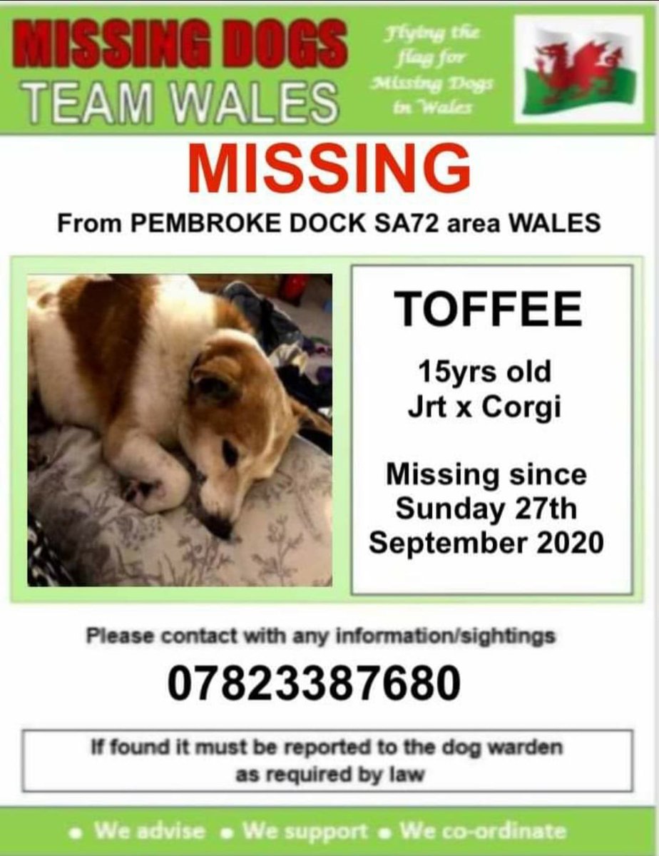 gelert01's tweet photo. 🔺 #TOFFEE missing #PembrokeDock area #SA27 27/09/2020 URGENT #TOFFEE is elderly 15 yrs old owner is extremely worried 🔺️
@rosiedoc666 @RachaelB100 @ChrstinaKelly @veryluckypugs @CarolPoyerPeett @AlanDaffern @juliagarland73 @Lorrain90964806 @blacklab115 @SpryAbby @bs2510 https://t.co/XtghII3OU8