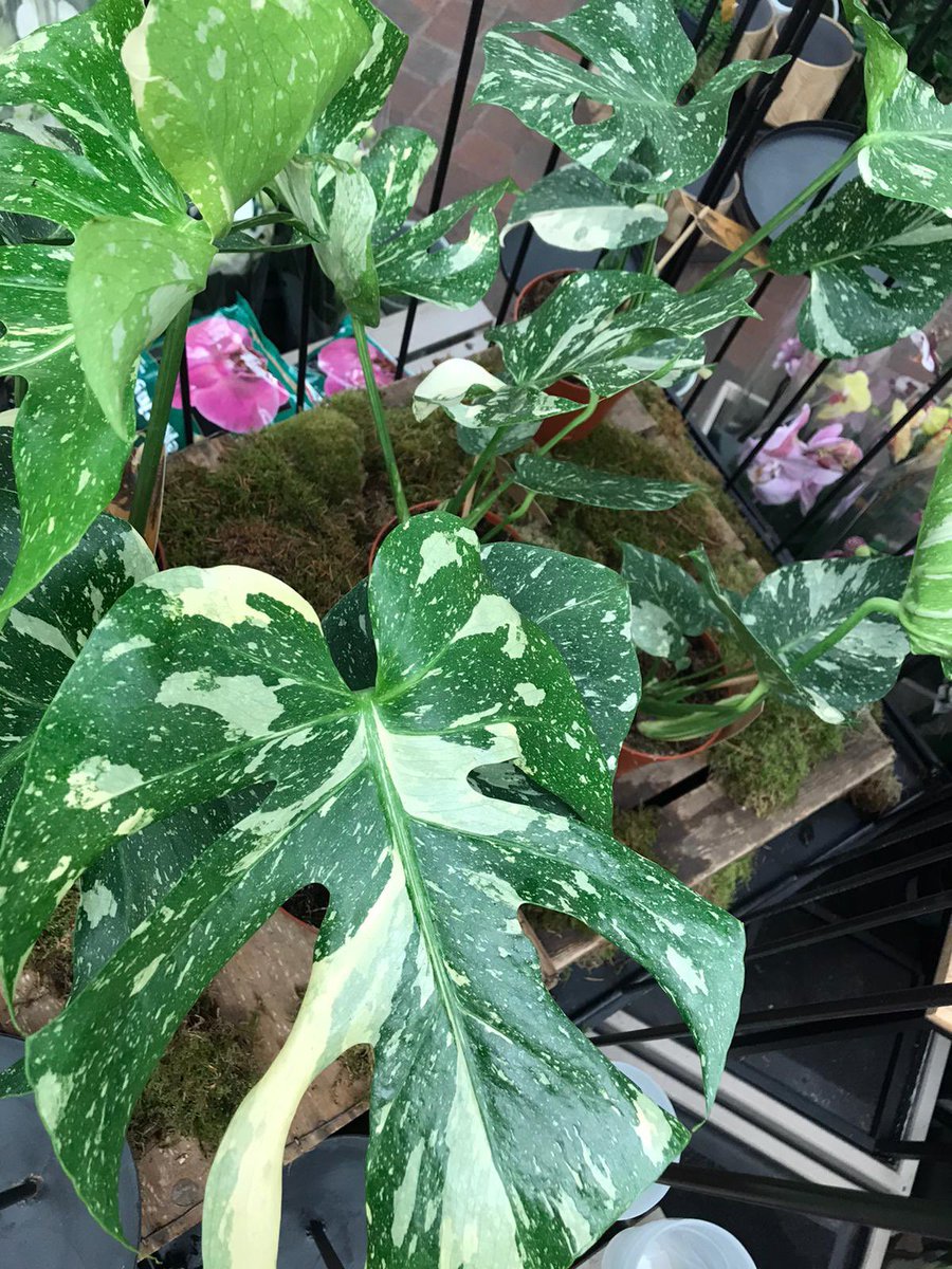 BurstonStAlbans's tweet photo. Look what have just arrived! Now, these are exciting! Monstera deliciosa 'Thai Constellation' - the ultimate Swiss Cheeseplant! #containyourself #Monstera #deliciosa #monsteradeliciosa #monsterathaiconstellation #houseplant #houseplants #houseplantsmakemehappy #burston #stalbans https://t.co/0FCZ4xqoIg