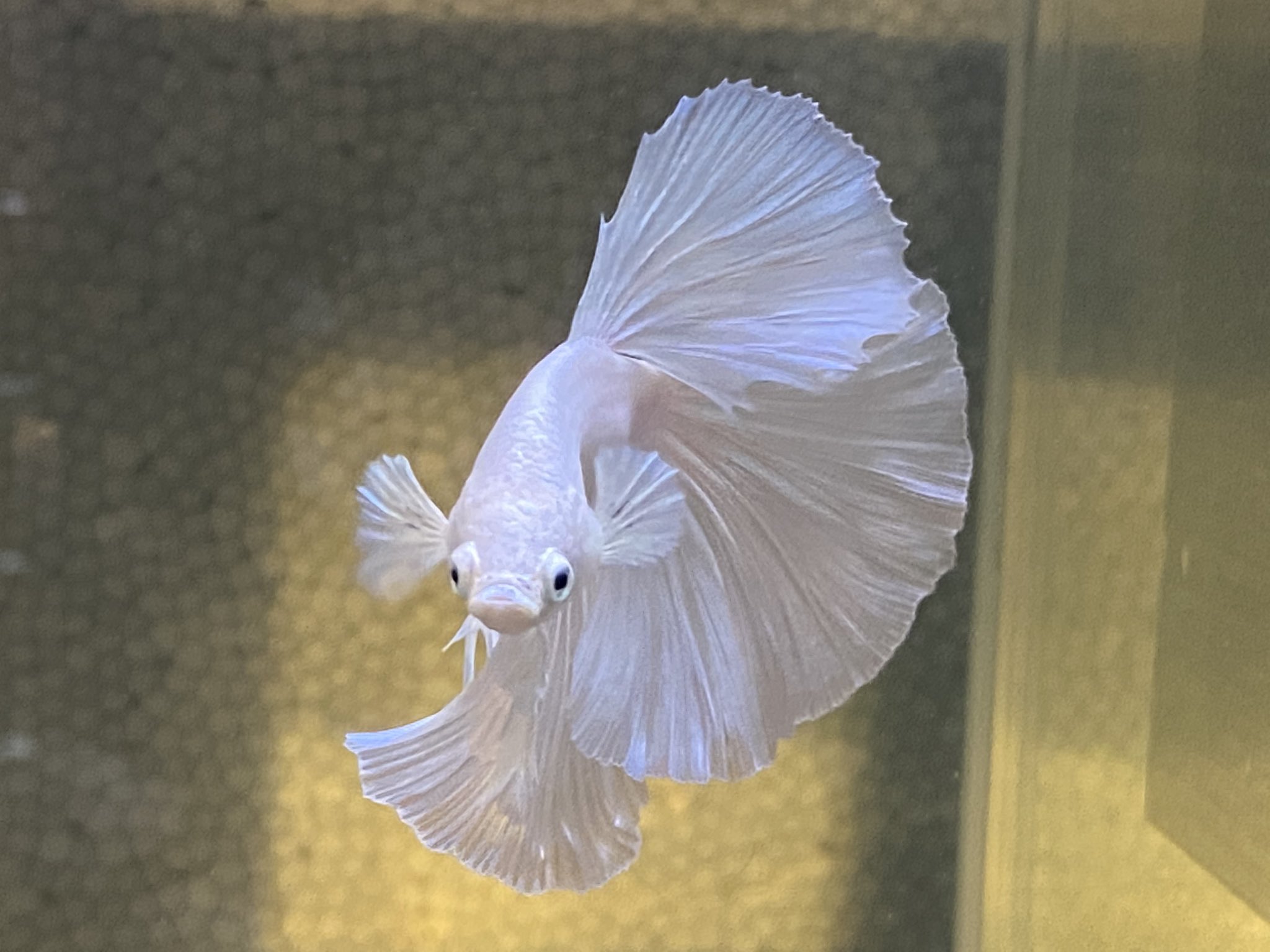 Lotus Betta 今年はベタコンテストが無観客開催なので 11月のアクアリウムバスにてコンテスト出した子や若魚 それから秘密兵器を販売しますのでよろしくお願いします 過剰魚もお値打ち価格で販売させて頂きます Lotusbettaclub アクアリウムバス