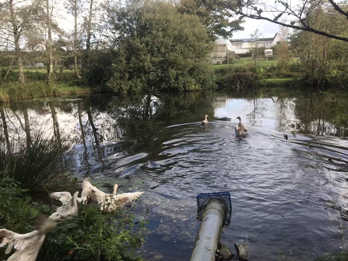 bwlford's tweet photo. Our Welsh Harlequin Ducks couldn’t wait to hit the water this morning #sunny #bwlford #pembrokeshire #livingthedream #smallholder #smallholding #wales https://t.co/wePtfue1U7