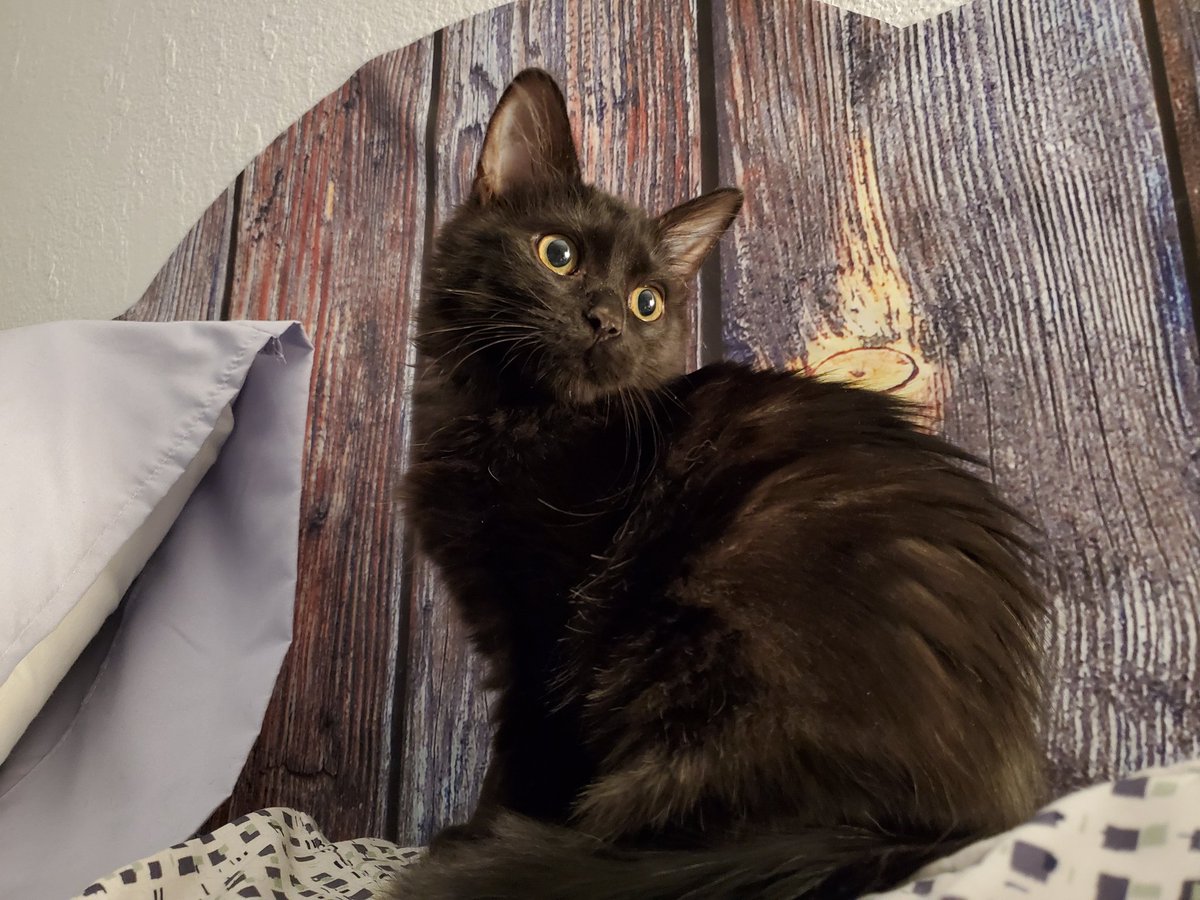 AAtlasia's tweet photo. My grandma on my dads side passed from Covid, got a new cat her name is gremlin she's a racoon stuck in a cats body, still sleeping in my hammock, news that sibling seizures have a chance of remission with new medication, looking for a job to fix the pc and pay for life https://t.co/siLPRUsKnM