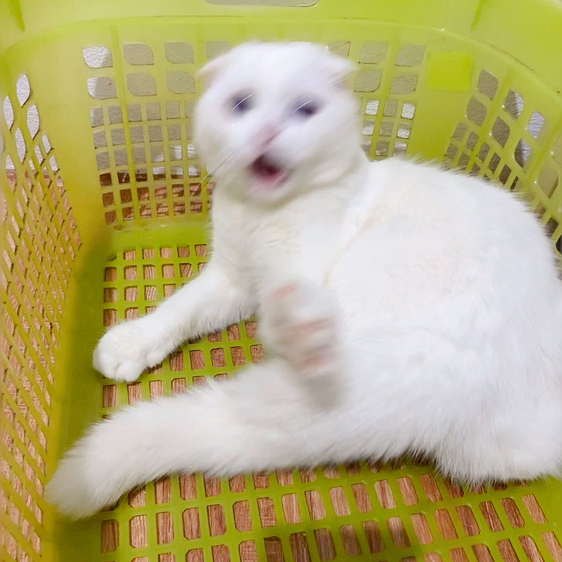 ૮꒰˵• ﻌ •˵꒱ა tweet media