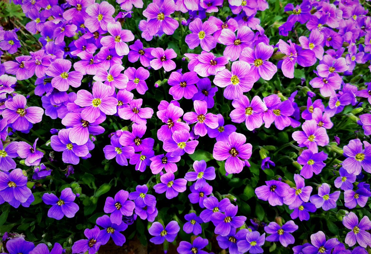 The real thing. Loving nature. Loving flowers.