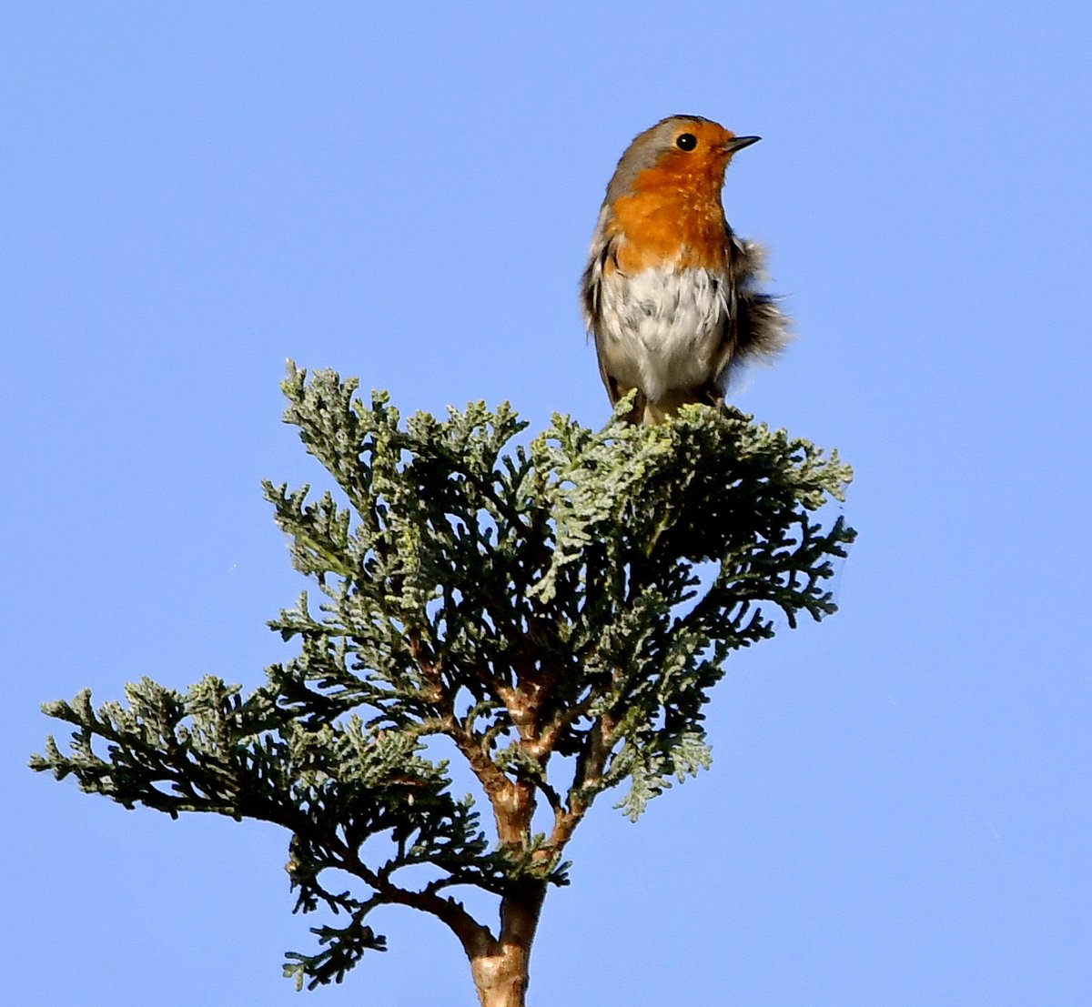 Robin sitting high up at the top of a conifer outside my office in Somerset. 😀
#TwitterNatureCommunity 🐦