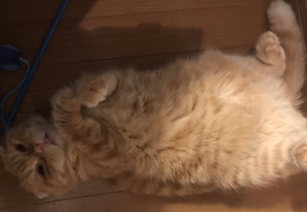 _transam's tweet image. ぬこ吸いの誘惑
#猫のいる暮らし  #ねこ