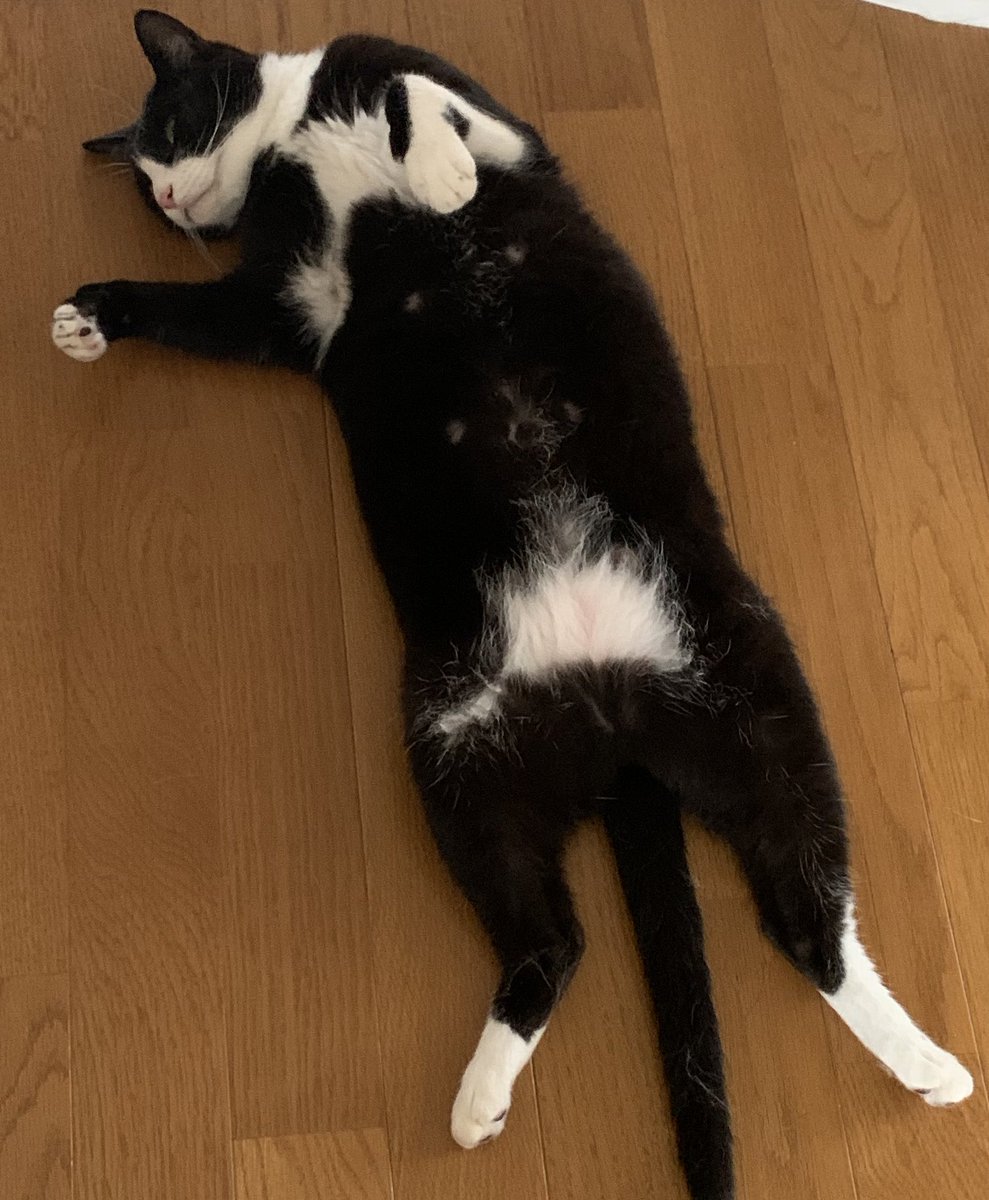 _transam's tweet image. ぬこ吸いの誘惑
#猫のいる暮らし  #ねこ