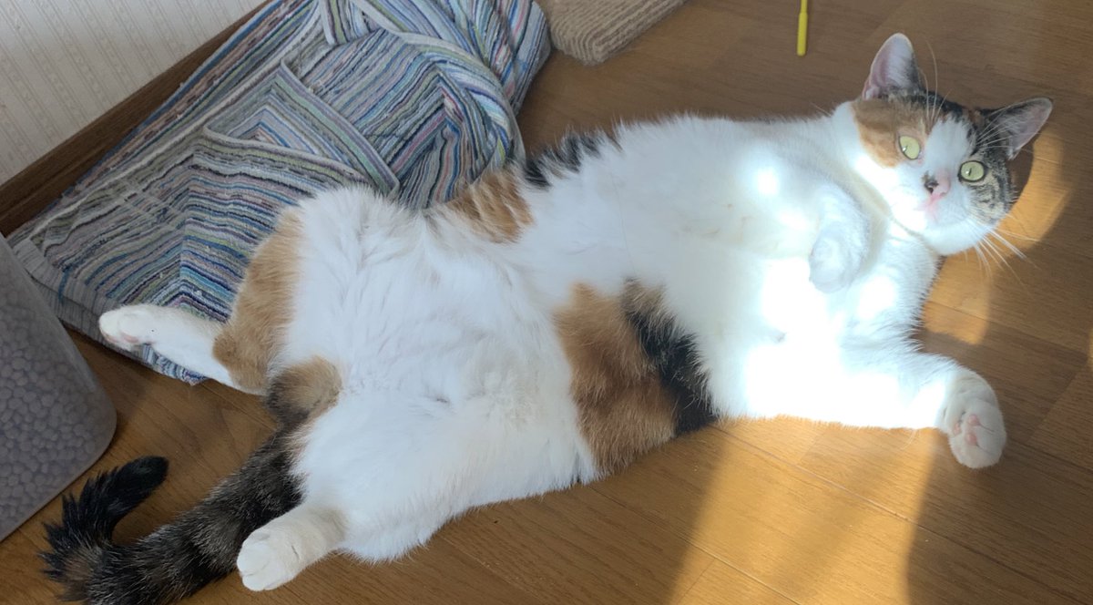 _transam's tweet image. ぬこ吸いの誘惑
#猫のいる暮らし  #ねこ