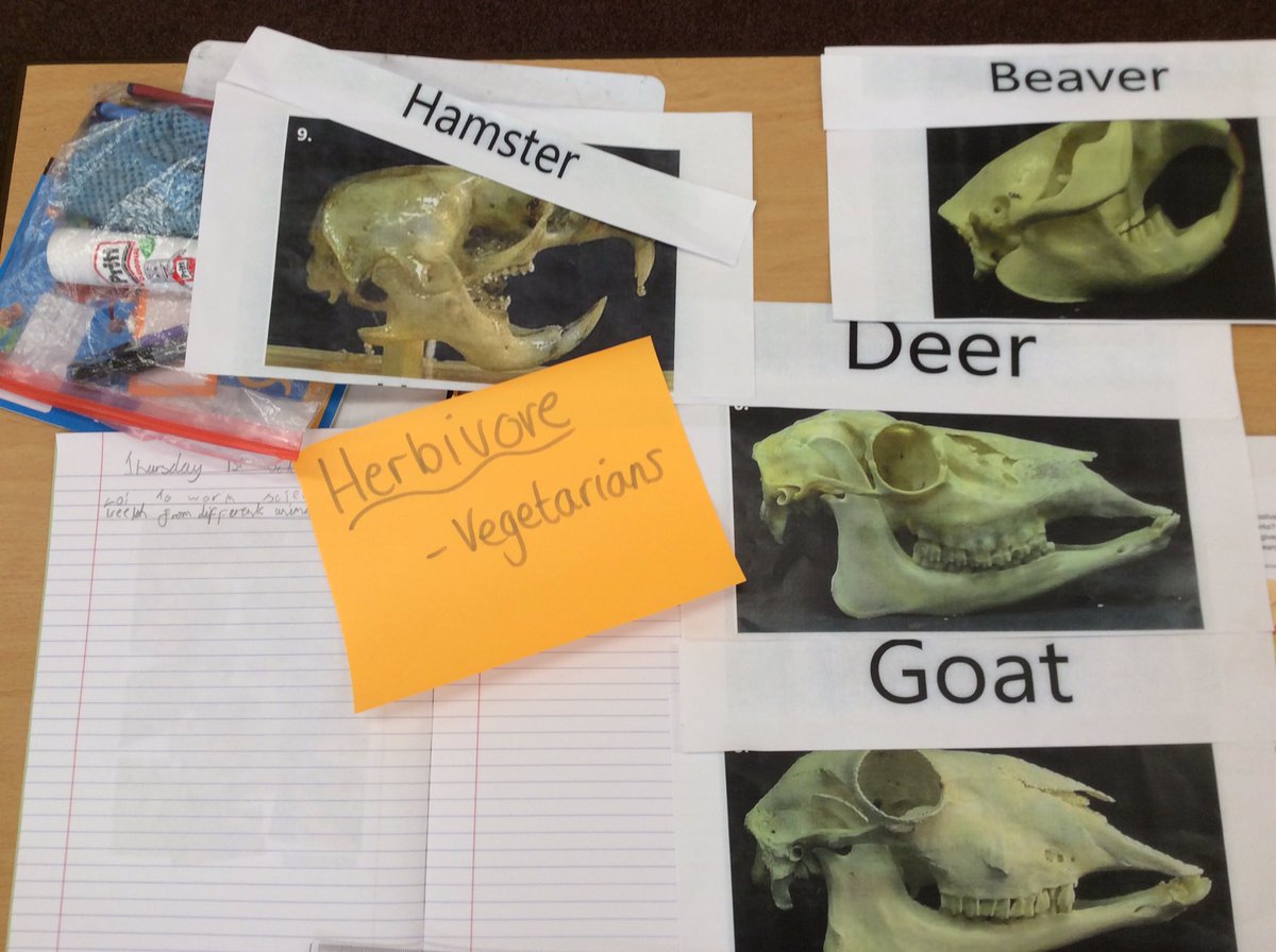 Year 4 have been working scientifically to compare teeth 🦷 from different animal groups - carnivores, omnivores and herbivores.