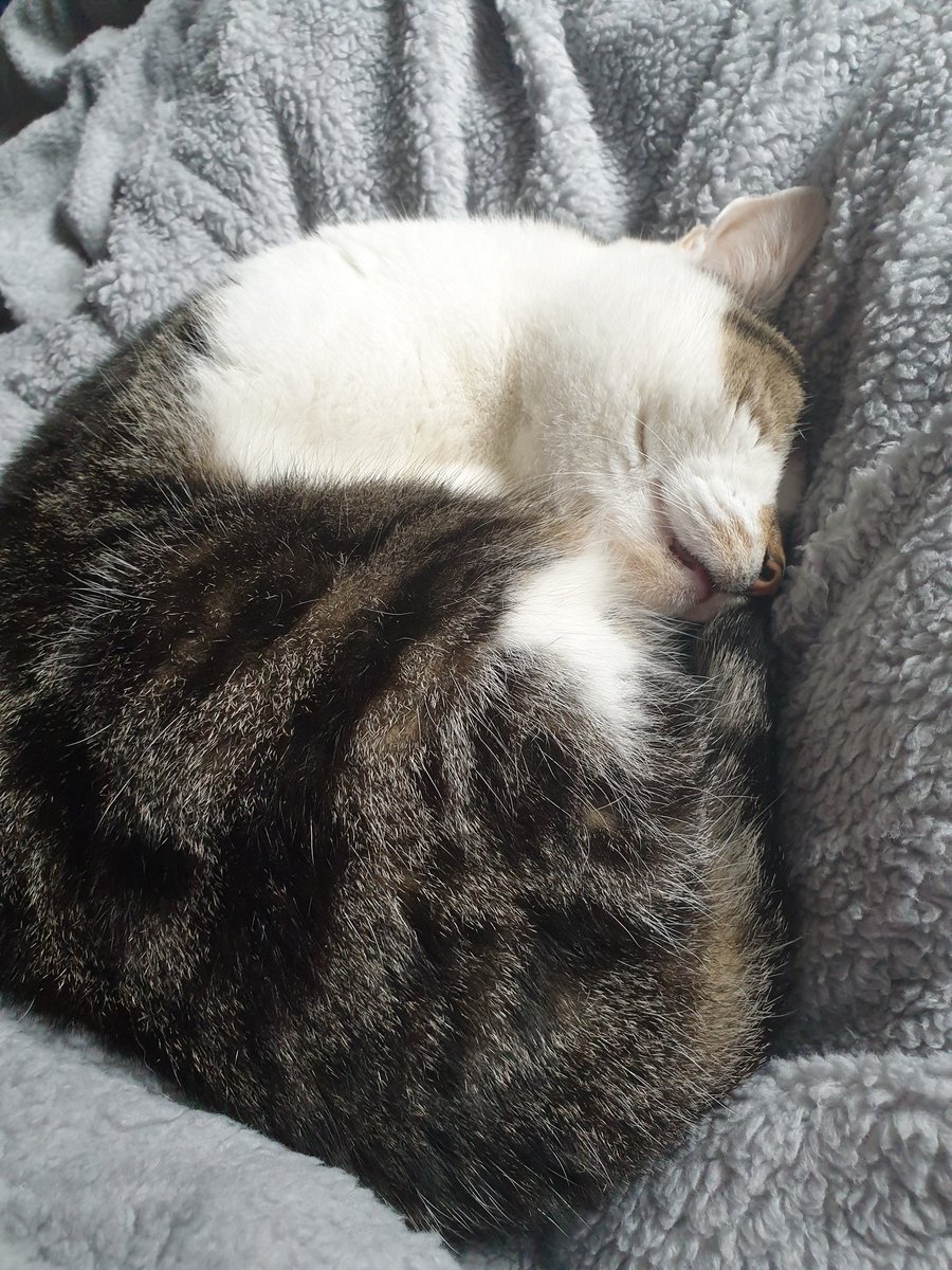 GinsideStorry's tweet photo. My little hard worker #PLPpets https://t.co/8cRilbdSdP