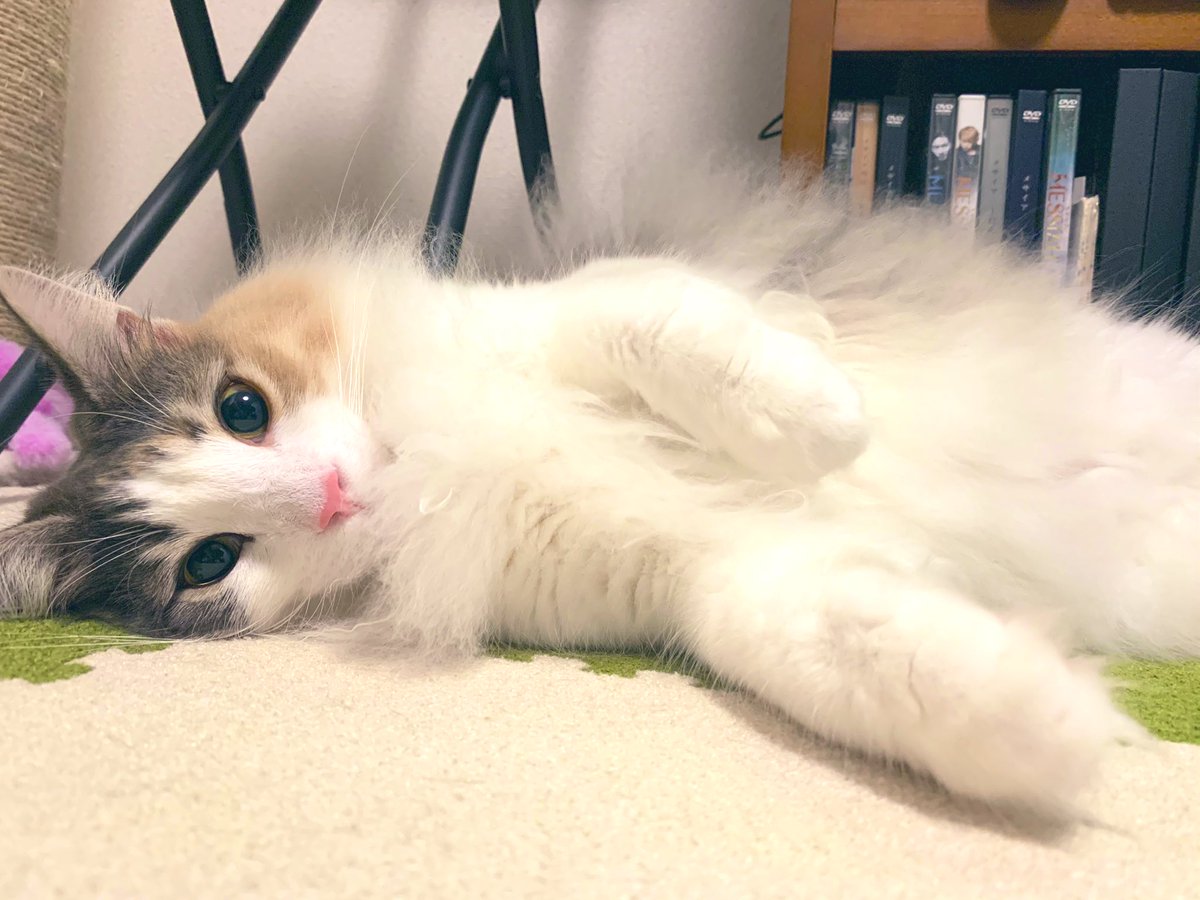 ンマァー可愛いねこちゃんだこと まるやま 6 27う5 7 10イ40aのイラスト ンマァー可愛いねこちゃんだこと まるやま 6 27う5 7 10イ40aのイラスト