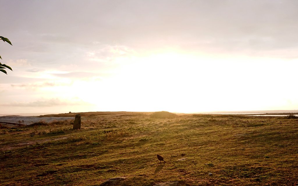 Ferme de Quéménès - Île d'Iroise tweet media