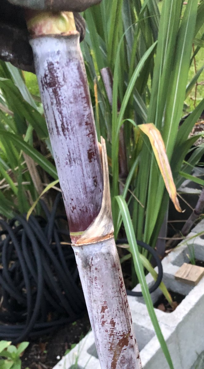 🌱Ilena Gilbert-Mays🌸 tweet media