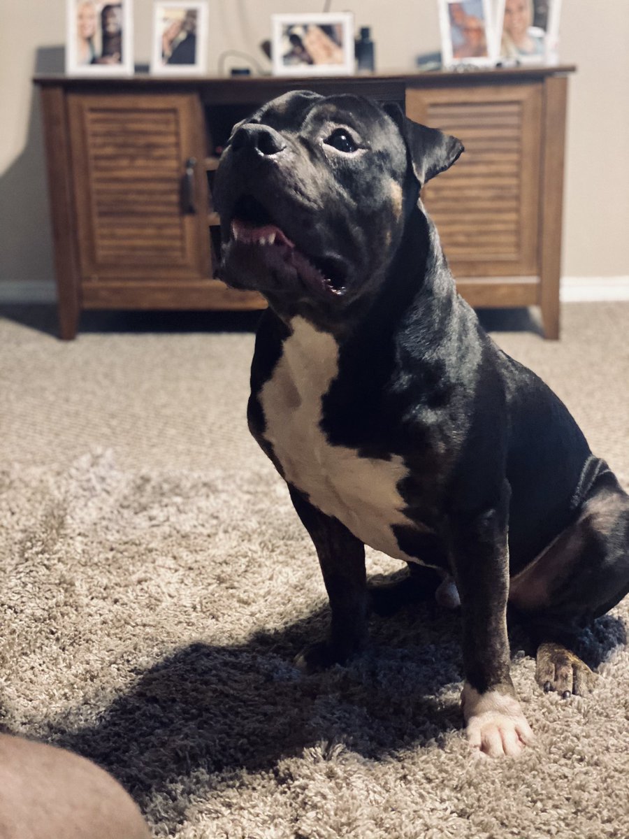 kaley_eden's tweet photo. My baby boy at 10 months 🖤 https://t.co/cM0ctFwwAF