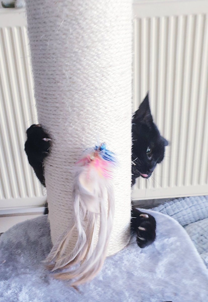 RaymondGoodCat's tweet photo. The human had to go out and look at some stupid work stuff. I made sure we had a good play when he got back. I even climbed to the top of this post. Human says that's a big achievement for a wobbly cat. 😺
#CatsOfTwitter #BlackCat #ExpertClimber https://t.co/9wSVJtffpz