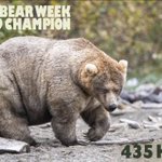 アラスカで毎年開催されているデブなヒグマトーナメントが面白い!