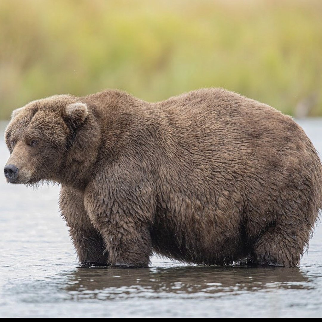 Iso アラスカのカトマイ国立公園で毎年開催されてる一番デブなヒグマを決めるfat Bear Weekってトーナメント滅茶苦茶最高だな T Co U94yoj8lru Twitter