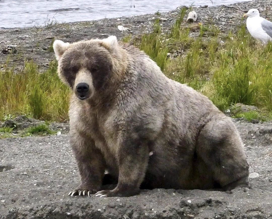 アラスカで毎年開催されているデブなヒグマトーナメントが面白いｗｗｗ