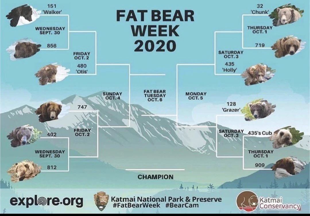 アラスカで毎年開催されているデブなヒグマトーナメントが面白いｗｗｗ