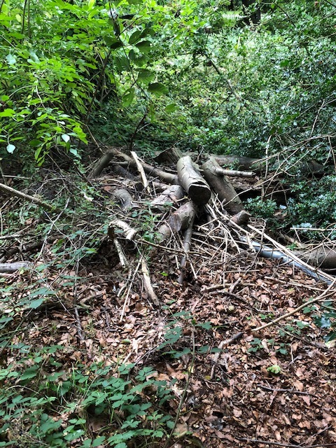 Birmingham (UoB) Hedgehog Friendly Campus tweet media