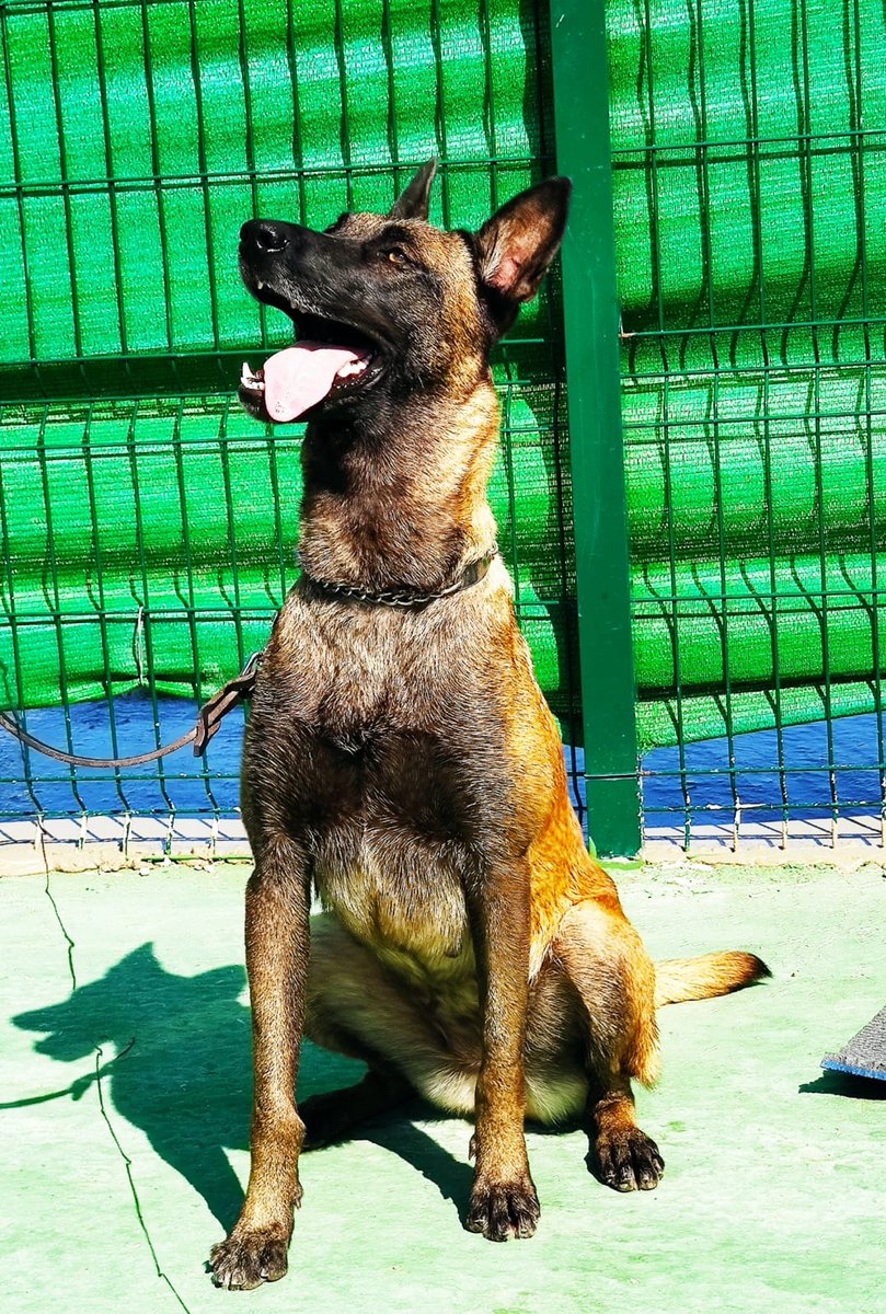 IIPPGob's tweet photo. 🐕🐕🐕Turca, Chula y Turco acaban de encontrar sustancias prohibidas y una tarjeta de móvil en una carta para un interno. 

Son los perros de la Unidad Canina del C.P. de Huelva 

¡Enhorabuena a su guía, entrenador y cuidador, funcionario de la prisión!

#TrabajamosParaProtegerte https://t.co/v0friBtRKL