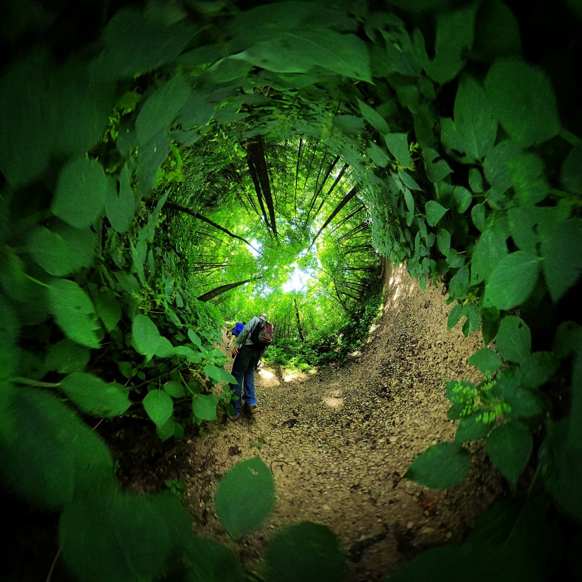 SouthernMinnGuy's tweet photo. https://t.co/d1z7oqbQbi today: 
Forestville/Mystery Cave State Park

#360pix #tinyplanet #Minnesota #MNtravel #OnlyinMN #ExploreMinnesota #FillmoreCountyMN #MNStateParks #travel #photography #nature #outdoors #hiking @mnstateparks #forest https://t.co/F1jhtyIa4r