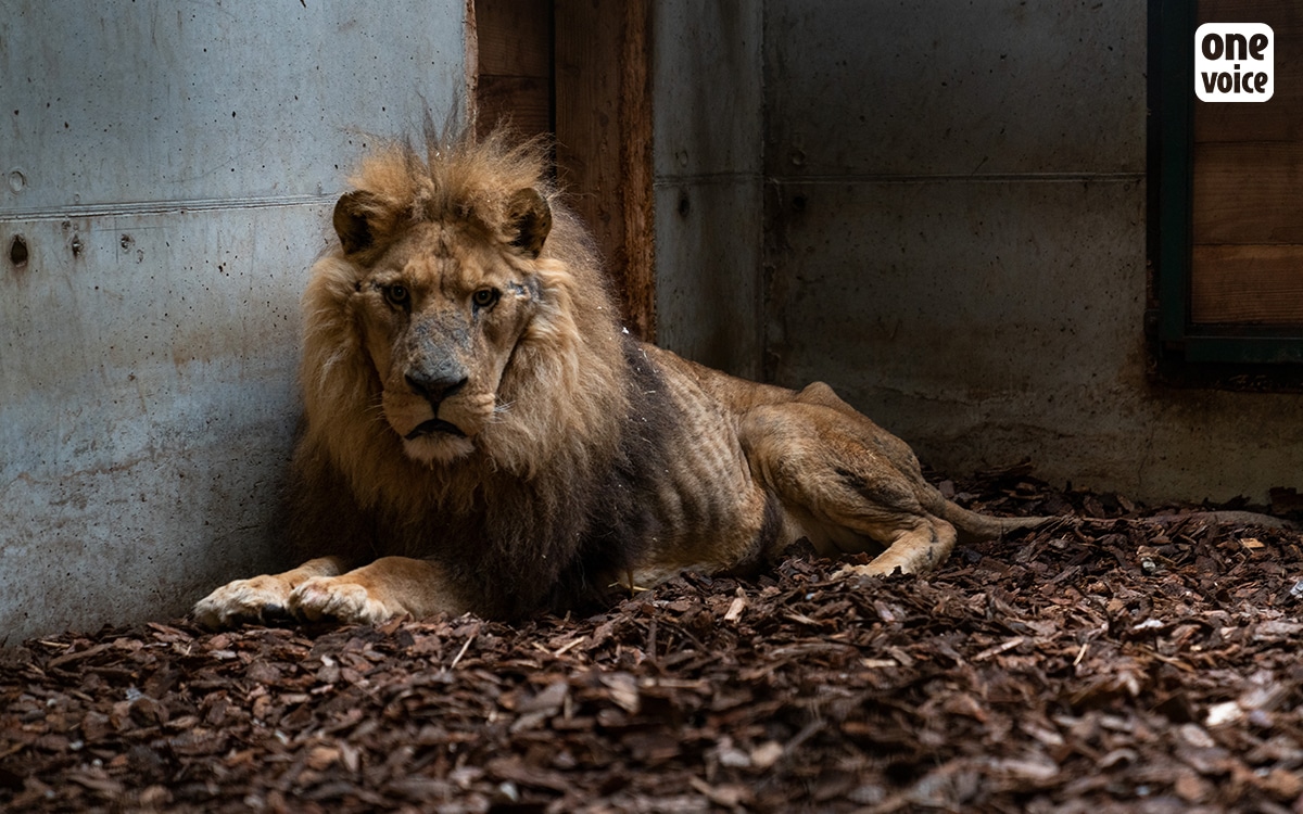 onevoiceanimal's tweet photo. «Les cirques sont pour des milliers d'enfants le seul moyen de voir des animaux sauvages. Tout le monde n'a pas les moyens de se payer un voyage en Afrique.» 
En effet @JulienAubert84 voir un lion sans dents ni griffes, prostré comme Jon, ça n'a pas de prix. #CirquesSansAnimaux https://t.co/sy7LAEESKb