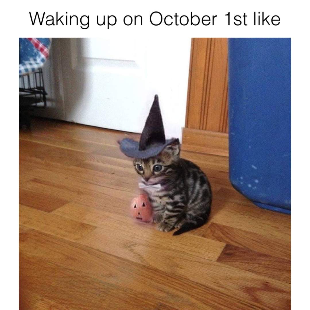kmthomp29's tweet photo. 🎃 https://t.co/K3c8JbO34x