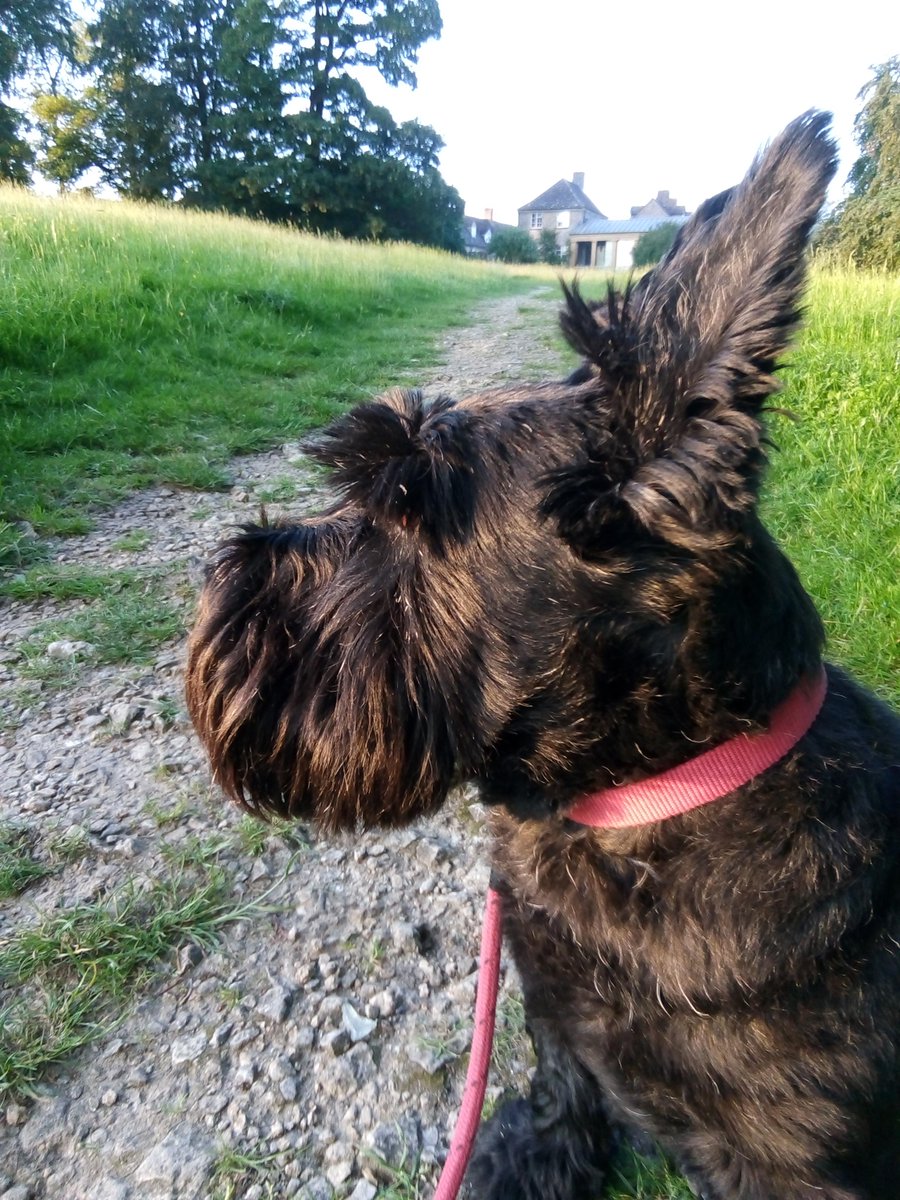 LibraryLandKate's tweet photo. #NationalBlackDogDay https://t.co/ibqNIf3ygv